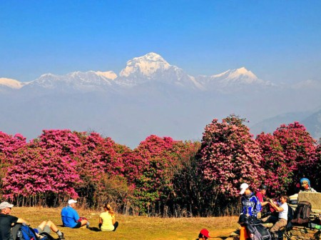 Complete Guide to Ghorepani Poon Hill Trek